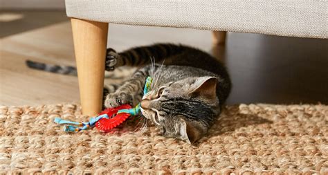 kitten toys for teething|kitten teeth adult.